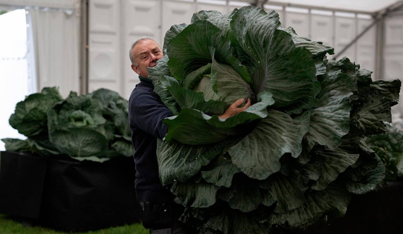 En Inglaterra, se lleva a cabo una de las competiciones más curiosas y sorprendentes: ¡la loca competencia de hortalizas gigantes! Este evento, que ha capturado la atención de los amantes de la jardinería y los curiosos por igual, es un verdadero desfile de colosales zanahorias, calabazas inmensas y cebollas que parecen salidas de otro planeta. Foto: AFP