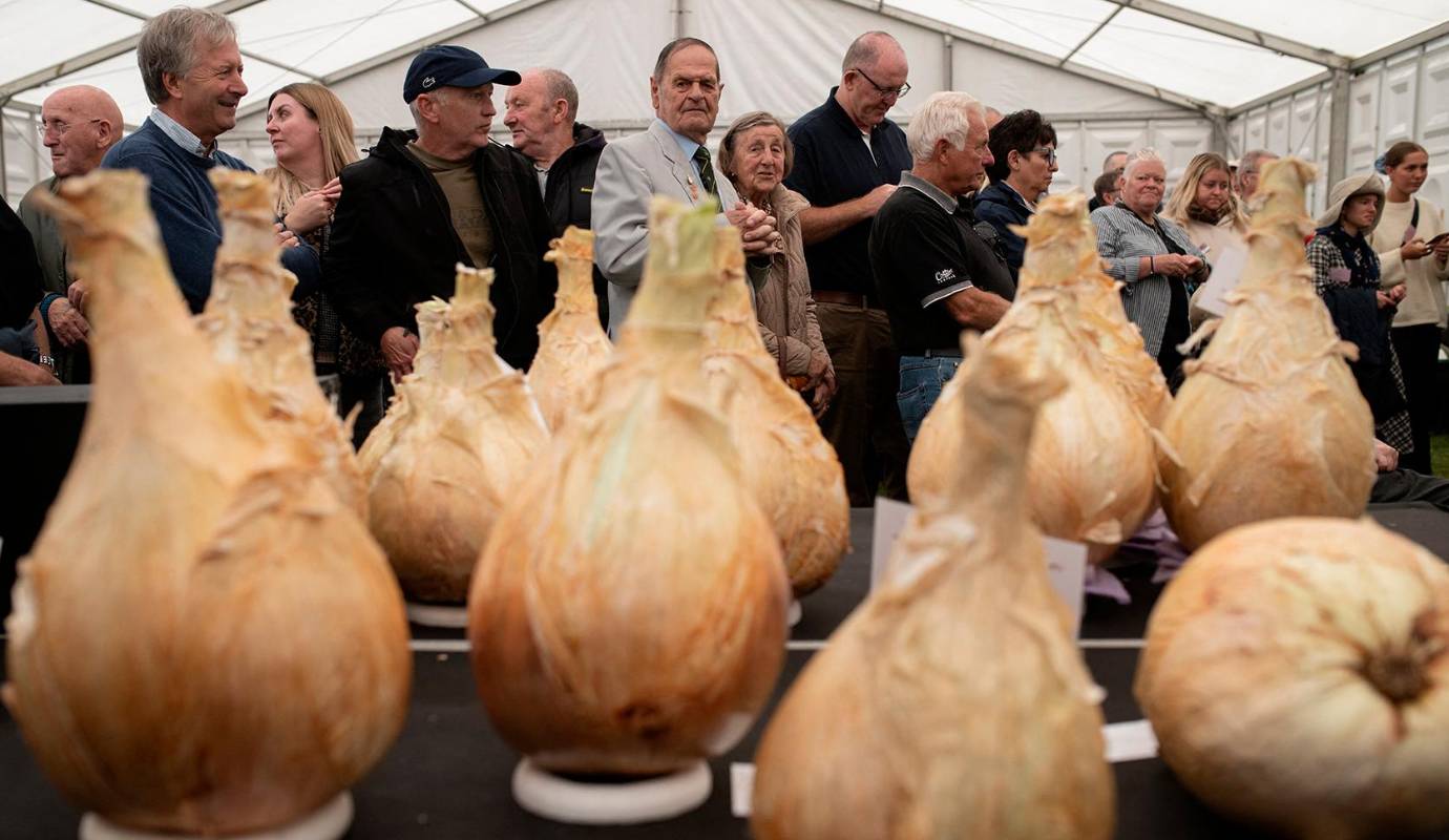 Más allá de ser una simple competencia, la exhibición de hortalizas gigantes es una tradición arraigada en la cultura británica. Cada año, agricultores y horticultores comparten secretos y técnicas para cultivar estas maravillas de la naturaleza. Foto: AFP