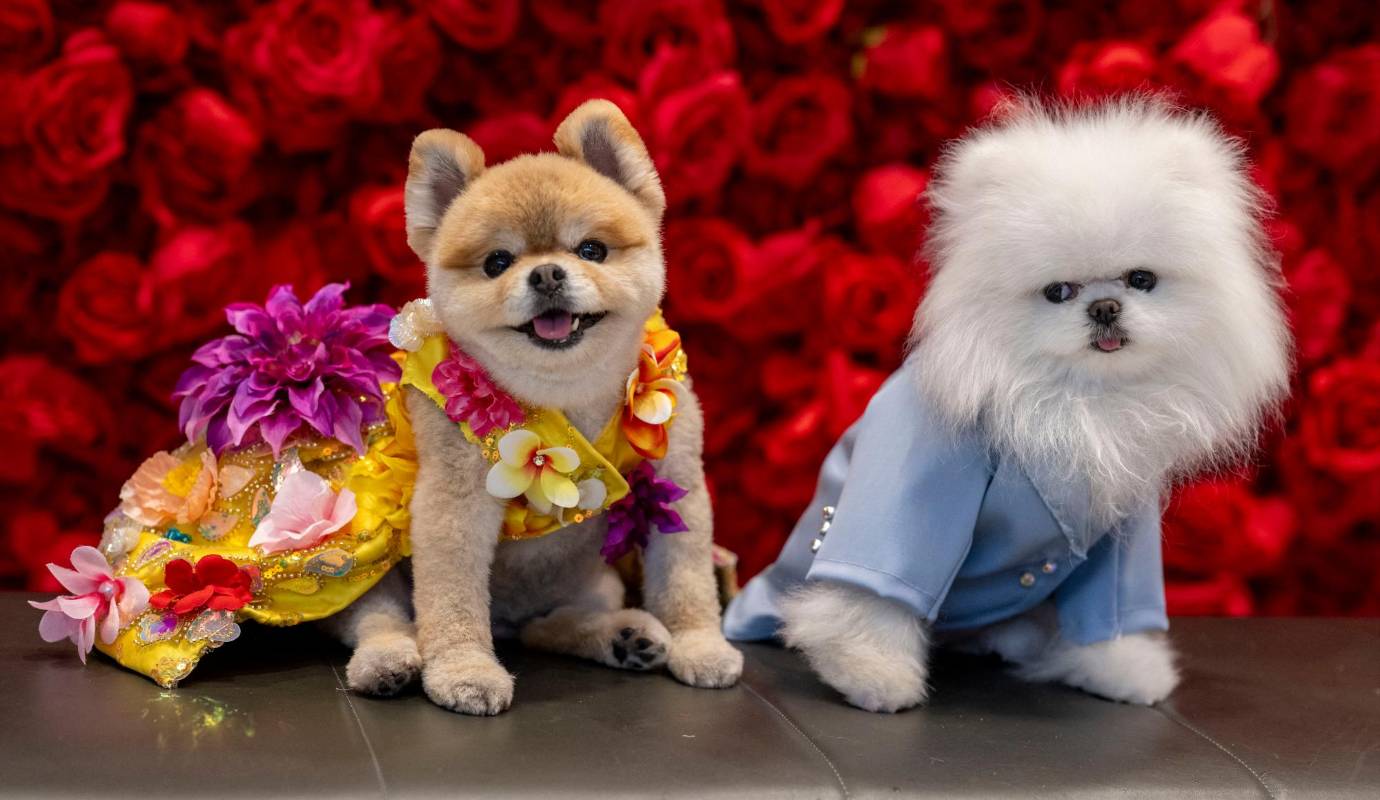 La Pet Gala 2024 se caracterizó por la creatividad y el glamour de sus diseños. Desde vestidos de noche confeccionados con telas finas y accesorios brillantes, hasta trajes inspirados en personajes de películas y obras de arte, los perros participantes demostraron que no hay límites para la moda canina. Foto AFP 