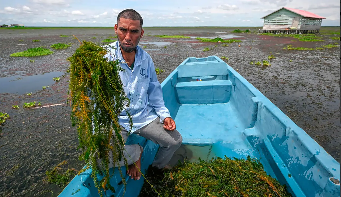 Los pescadores, que dependen de la ciénaga para subsistir, denuncian que la invasión de esta especie está reduciendo drásticamente la disponibilidad de peces, ya que sus redes, en lugar de llenarse de alimento, regresan cubiertas de vegetación. Foto: AFP
