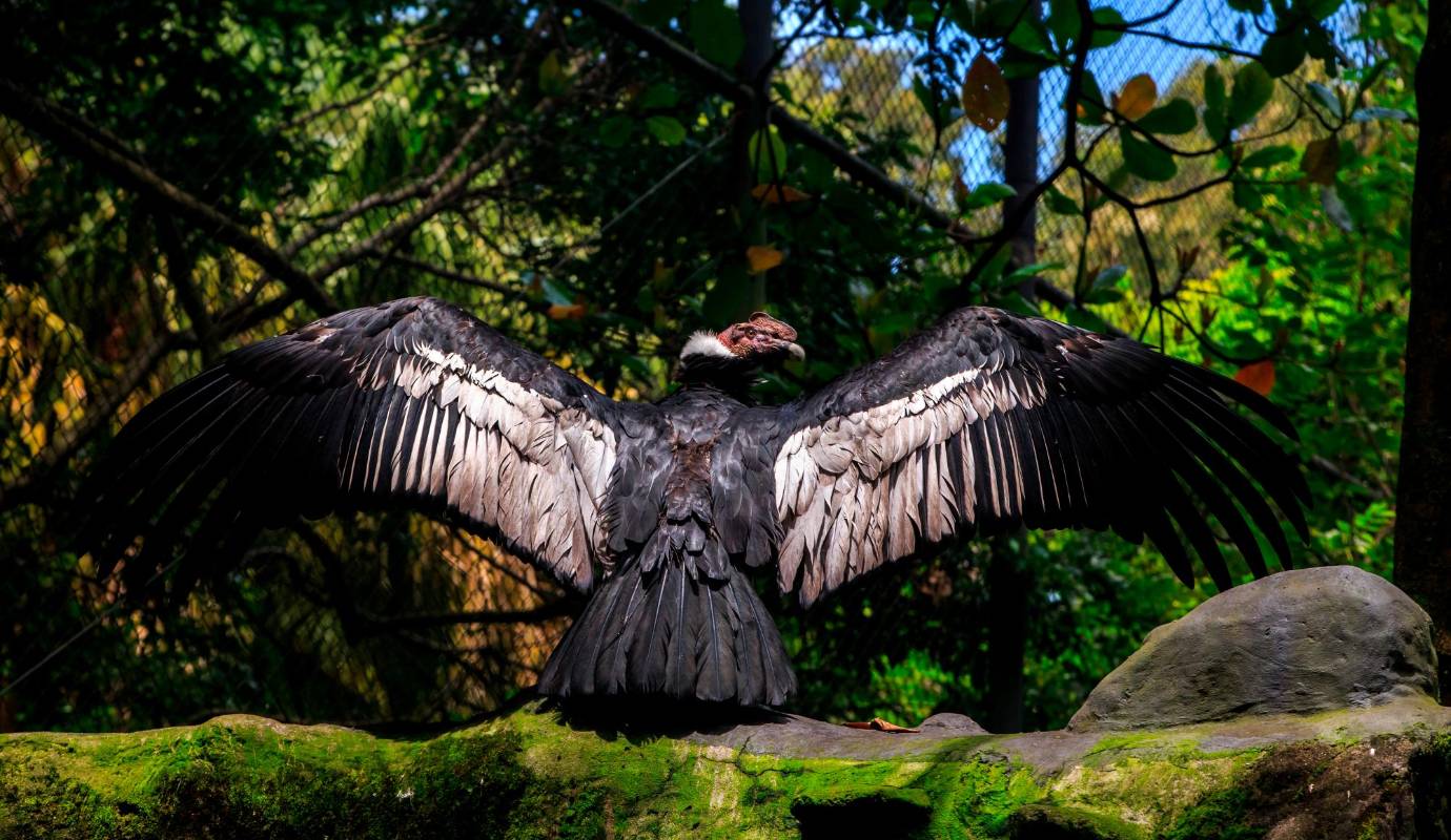 Desde el Parque de la Conservación en Medellín inició la estrategia para evitar que esta ave, que está en el escudo de Colombia y que se encuentra en peligro de extinción local, desaparezca Foto: Camilo Suárez Echeverry 