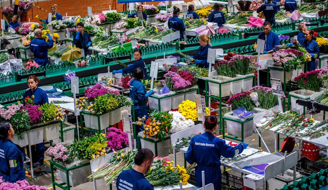 Cerca de 700 millones de tallos, alrededor de 52.000 toneladas de rosas, claveles alstroemerias, crisantemos, hortensias y lirios nacionales llegan en esta fecha a más de 100 mercados internacionales. Foto: Camilo Suárez Echeverry