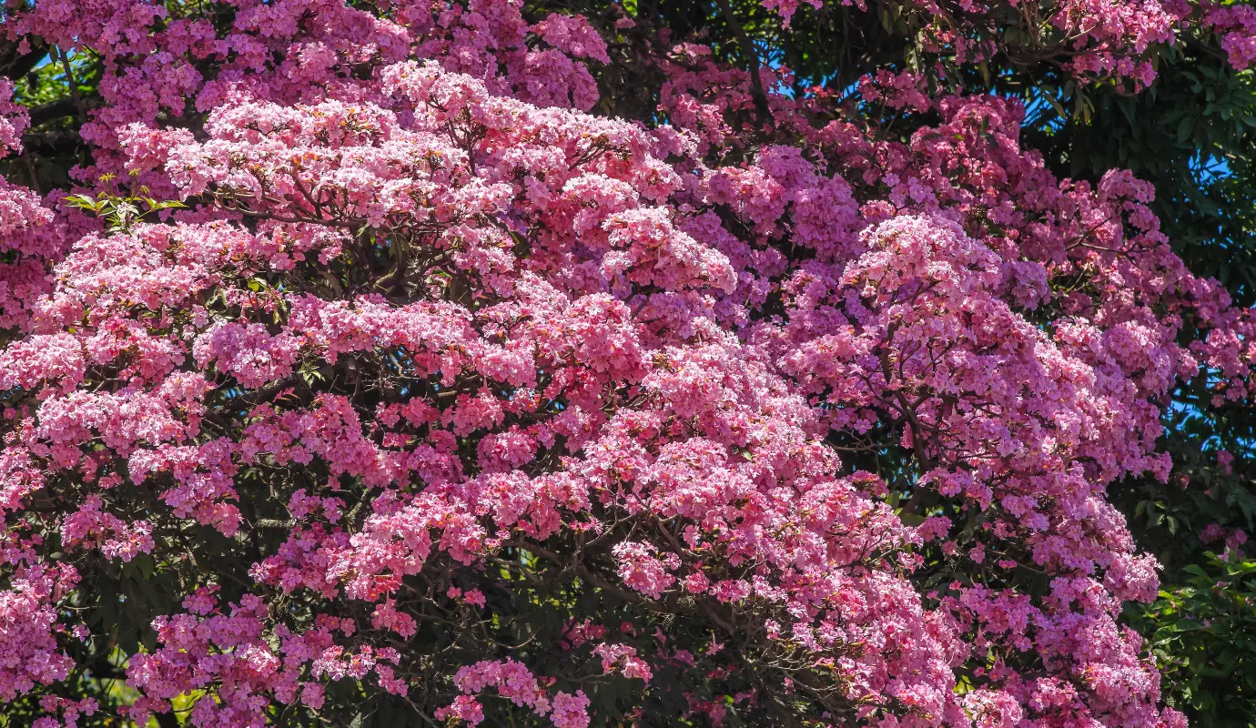 Las flores, de un rosado intenso, cubren por completo las ramas de los árboles, creando un efecto visual que parece salido de una pintura. El espectáculo no solo se vive en las copas de los árboles, sino también en el suelo, donde una alfombra de pétalos caídos transforma el concreto en un lienzo natural. Foto: Camilo Suárez Echeverry