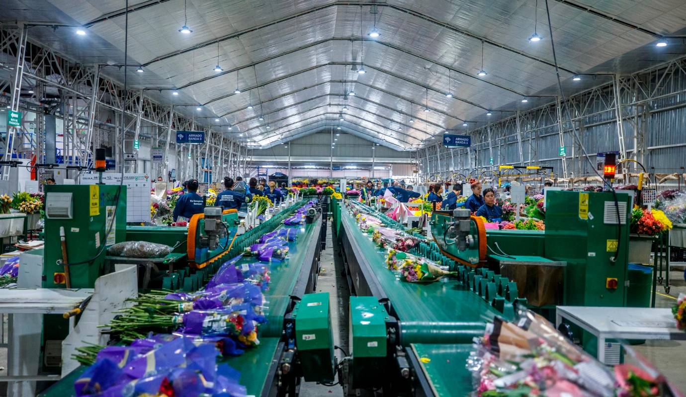 La planta de flores Isabelita, también decidió en este programa incluir a madres cabeza de hogar. Foto: Camilo Suárez Echeverry