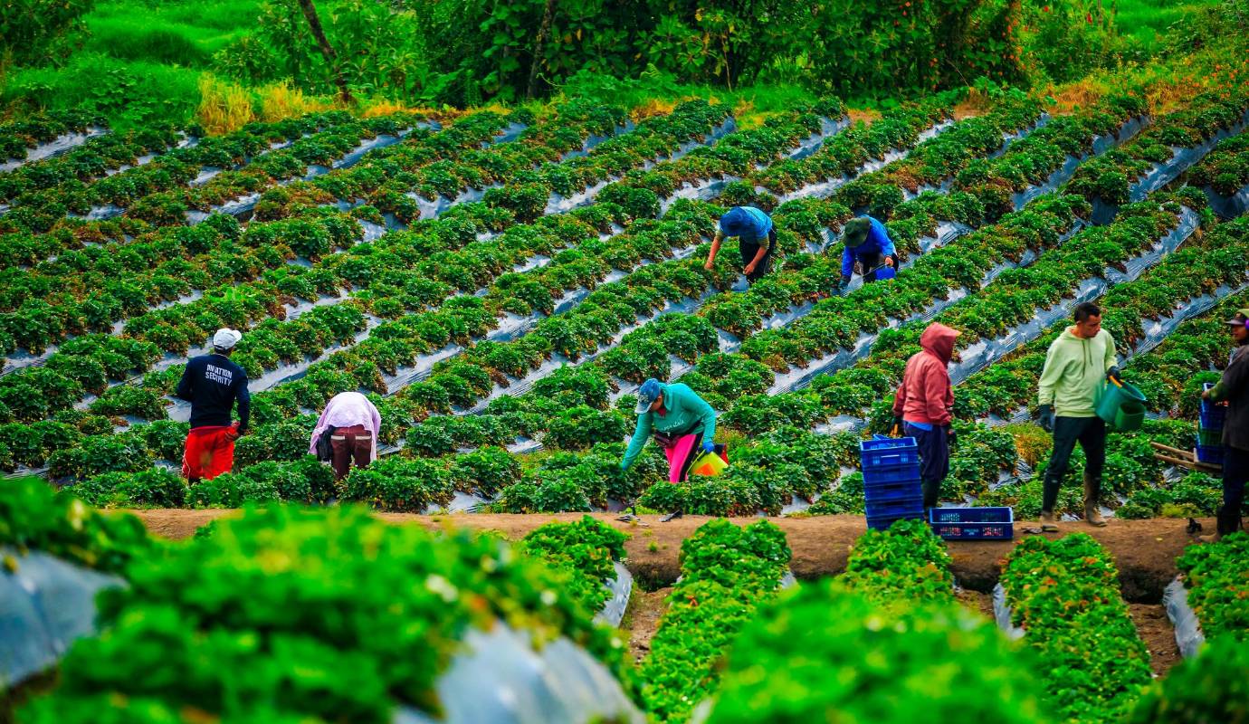 Son hectáreas y hectáreas sembradas las que le han dado un nuevo color al paisaje. El verde de las hojas en magnífico contraste con el rojo de las frutas ofrece imágenes como para postal. Foto: Camilo Suárez Echeverry