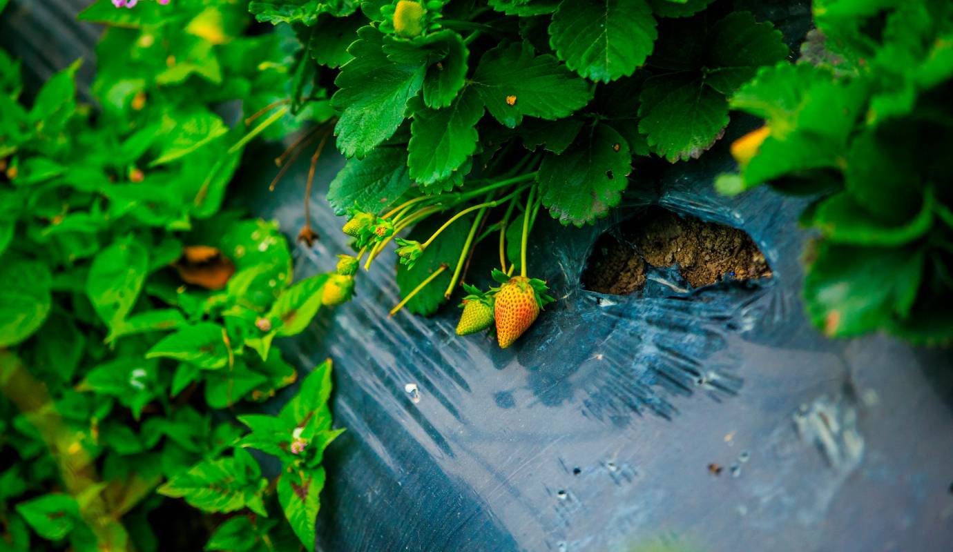 La fresa requiere cuidados especiales, pero los campesinos le han cogido el tiro a la fruta para que dé en cantidades y crezca de muy buena calidad. Foto: Camilo Suárez Echeverry