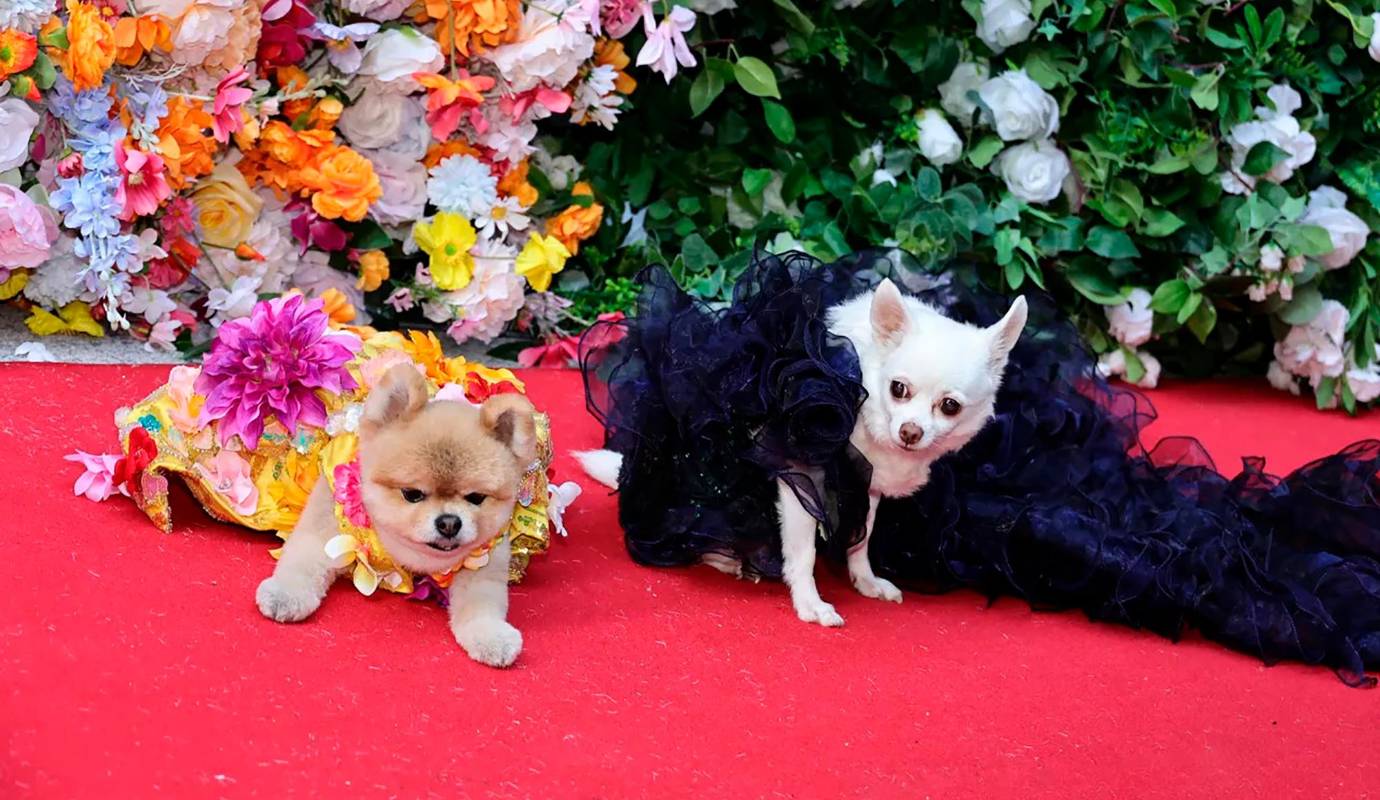 Perros de todas las razas y tamaños lucieron diseños extravagantes y creativos, cautivando al público con su elegancia y estilo. Foto AFP