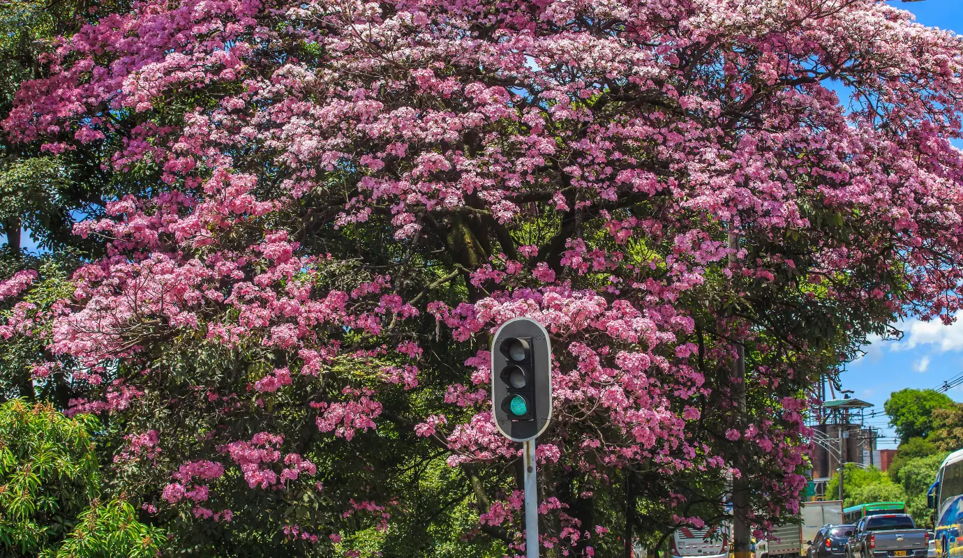Para muchos ciudadanos, la llegada de su floración marca una época esperada, pues transforma temporalmente a Medellín en un jardín al aire libre. Foto: Camilo Suárez Echeverry