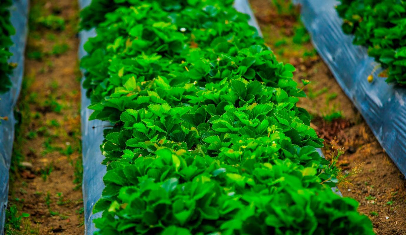 La dedicación y el trabajo artesanal de los agricultores de La Unión han convertido a sus fresas en un producto de exportación de alta calidad. Foto: Camilo Suárez Echeverry