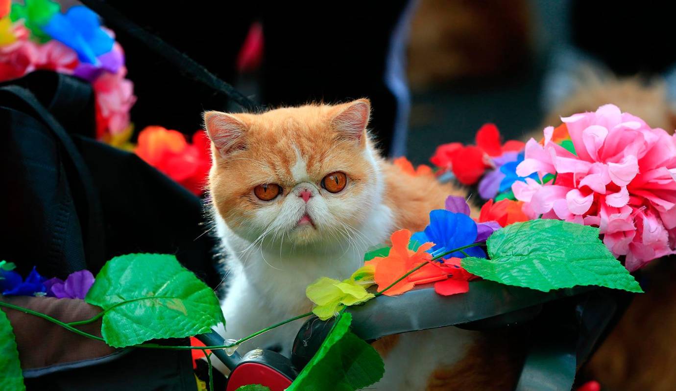 Desde tempranas horas, el entusiasmo era palpable. Propietarios de perros de todas las razas y tamaños, gatos en cochecitos adaptados y hasta algunos animales exóticos, se congregaron para iniciar el trayecto. FOTO: Camilo Suárez Echeverry
