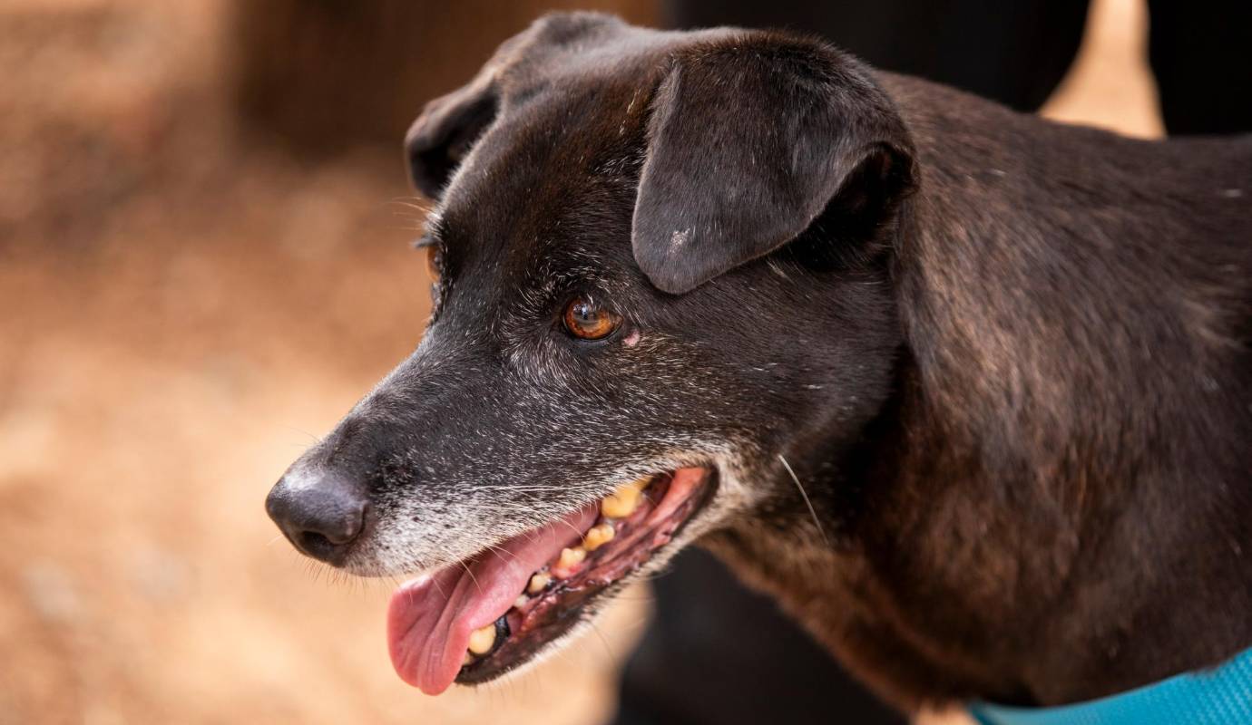De acuerdo con La Perla, cuando Pantera ingresó al programa llegó con cuatro cachorros más, aparentemente abandonada. Desde ese entonces, se ha mostrado como una perrita cariñosa, dócil, activa y llena de mucha energía y amor por entregar. Es una de las caninas que más tiempo duró en el centro. Foto: Carlos Velásquez