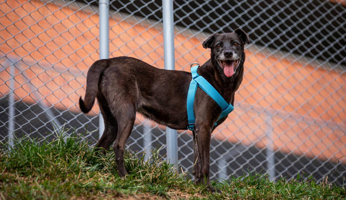 Para nosotros es muy gratificante cuando perritos que ya están en un estado geriátrico encuentran un nuevo hogar”, manifestaron desde el centro de bienestar. Foto: Carlos Velásquez