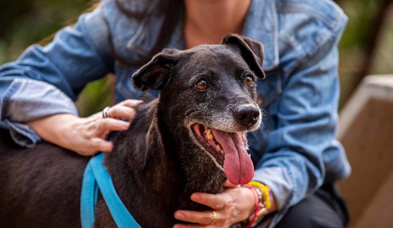Decenas de perros del Centro de Bienestar Animal La Perla de Medellín están disponibles para adopción, pero algunos se quedan años y años esperando ese hogar que los reciba. Foto: Carlos Velásquez