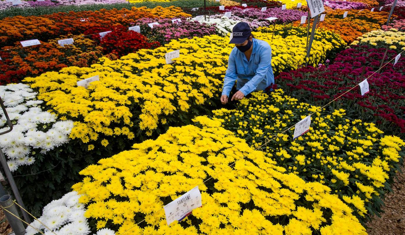 Los exportadores de flores colombianas se prepararon por semanas para esta importante fecha, que representa el picos de ventas más altos del año. Foto: Julio César Herrera 