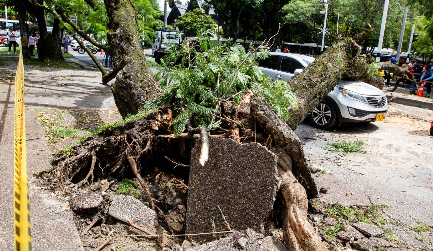 La caída de árboles, especialmente durante la temporada de lluvias, representa un riesgo significativo para la seguridad de los ciudadanos y sus bienes. Foto: Julio Herrera 