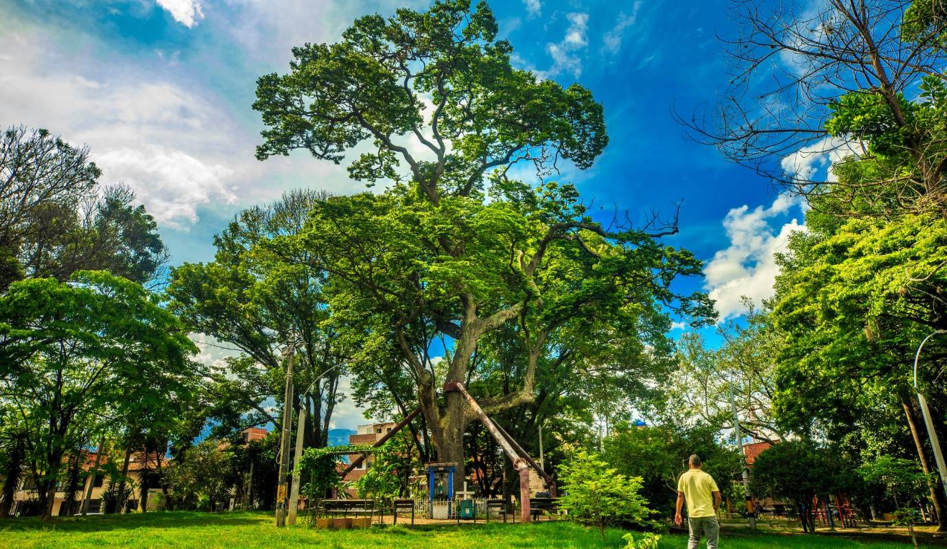 Algarrobo ubicado en el barrio San Pablo. Medellín, conocida como la “ciudad de la eterna primavera”, se enorgullece de su abundante vegetación urbana, que incluye una amplia variedad de árboles nativos y ornamentales. Foto: Camilo Suárez Echeverry