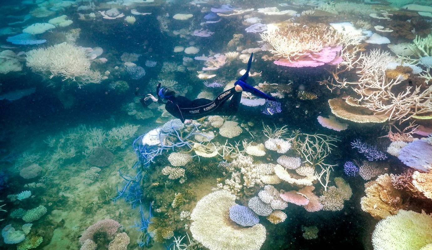 Si las condiciones climáticas actuales persisten, se teme que este blanqueamiento masivo pueda tener un impacto devastador en la Gran Barrera de Coral, amenazando su supervivencia a largo plazo. Foto: AFP