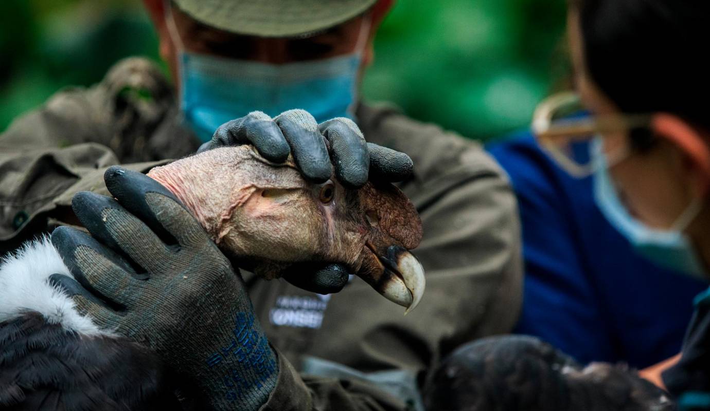 El Parque de la Conservación realizó un acuerdo académico-científico para llevar el cóndor macho hasta el Parque Jaime Duque de Tocancipá que tienen dos hembras. Foto: Camilo Suárez Echeverry