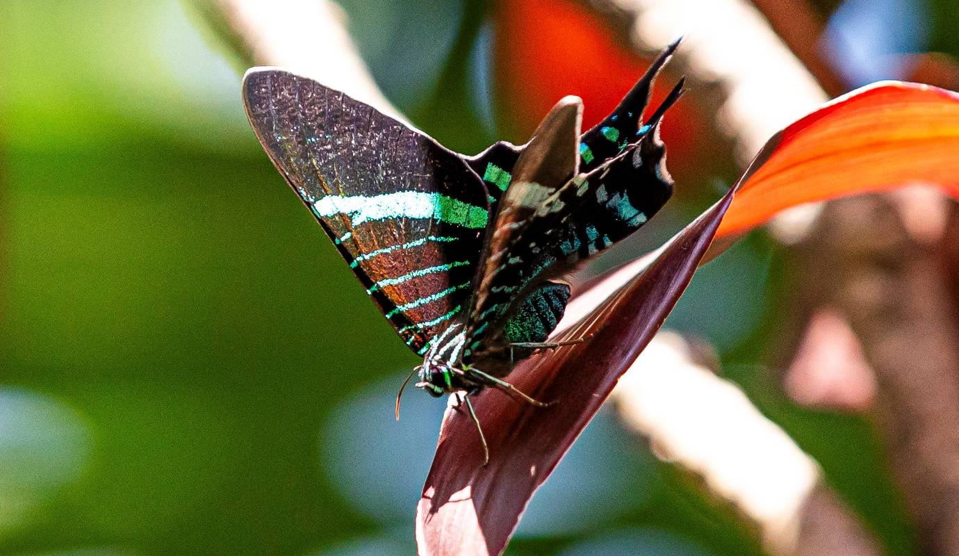 Las Uranias fulgens son polillas diurnas cuya presencia y vuelo, incluso cuando se trata de una sola, se convierte en un espectáculo visual por los colores metálicos que ostenta. Foto: Carlos Velásquez