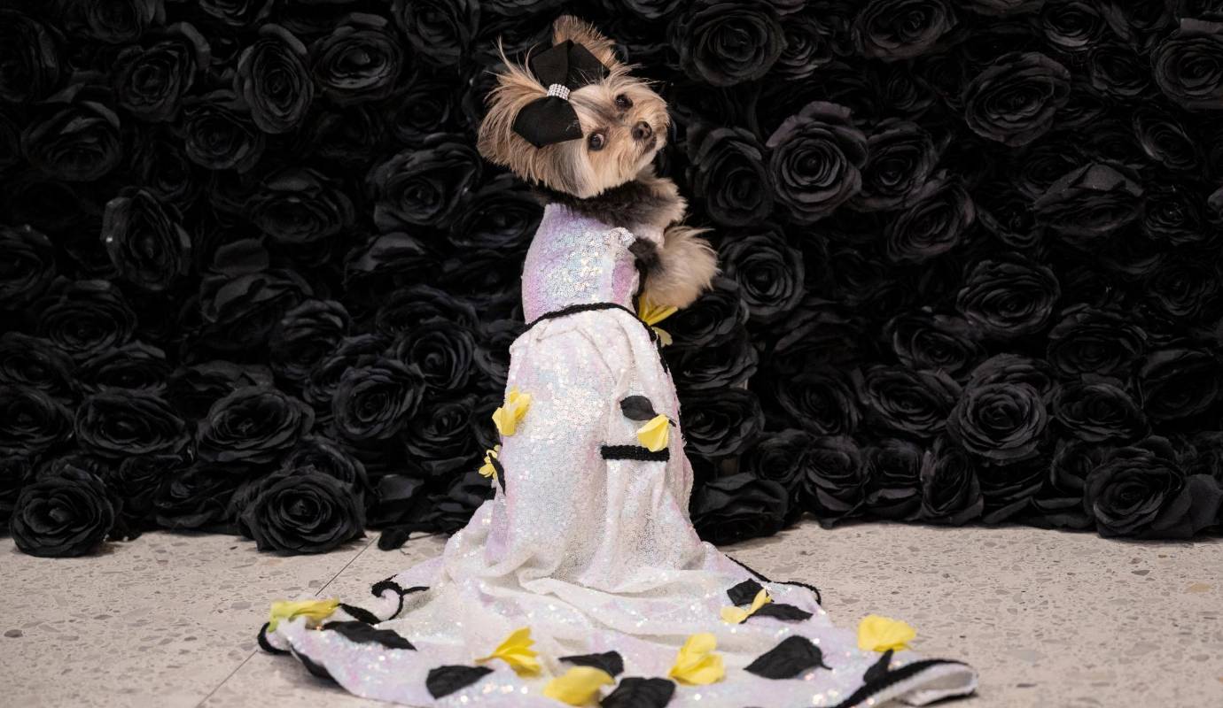 El mundo canino se vistió de gala en la edición 2024 de la Pet Gala, un evento de moda que reunió a lo más destacado de la alta costura canina en Nueva York. Foto AFP