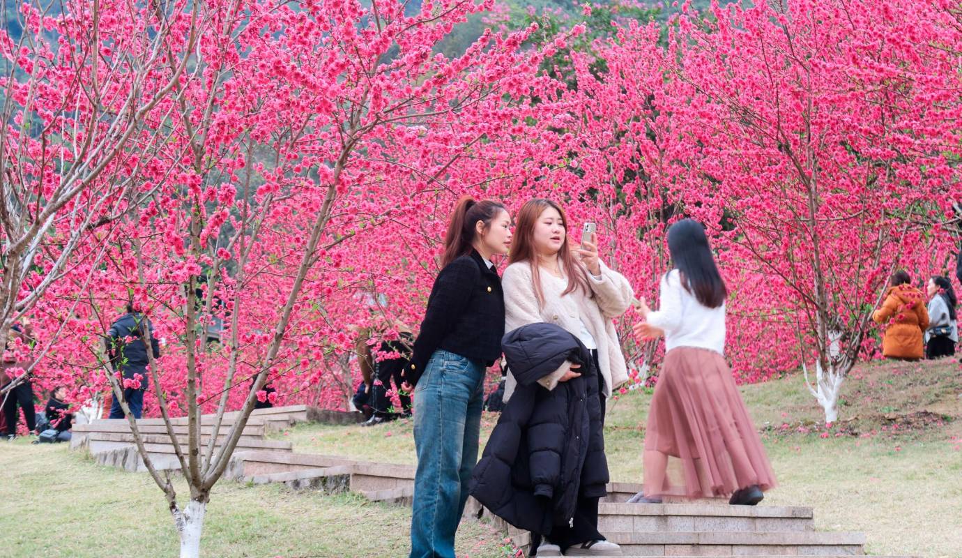 A pesar de su breve período de floración, esta efímera exhibición es todo un espectáculo que atrae a miles de turistas que disfrutan observando el inmenso jardín color rosa en que se convierte este parque. Foto: GETTY