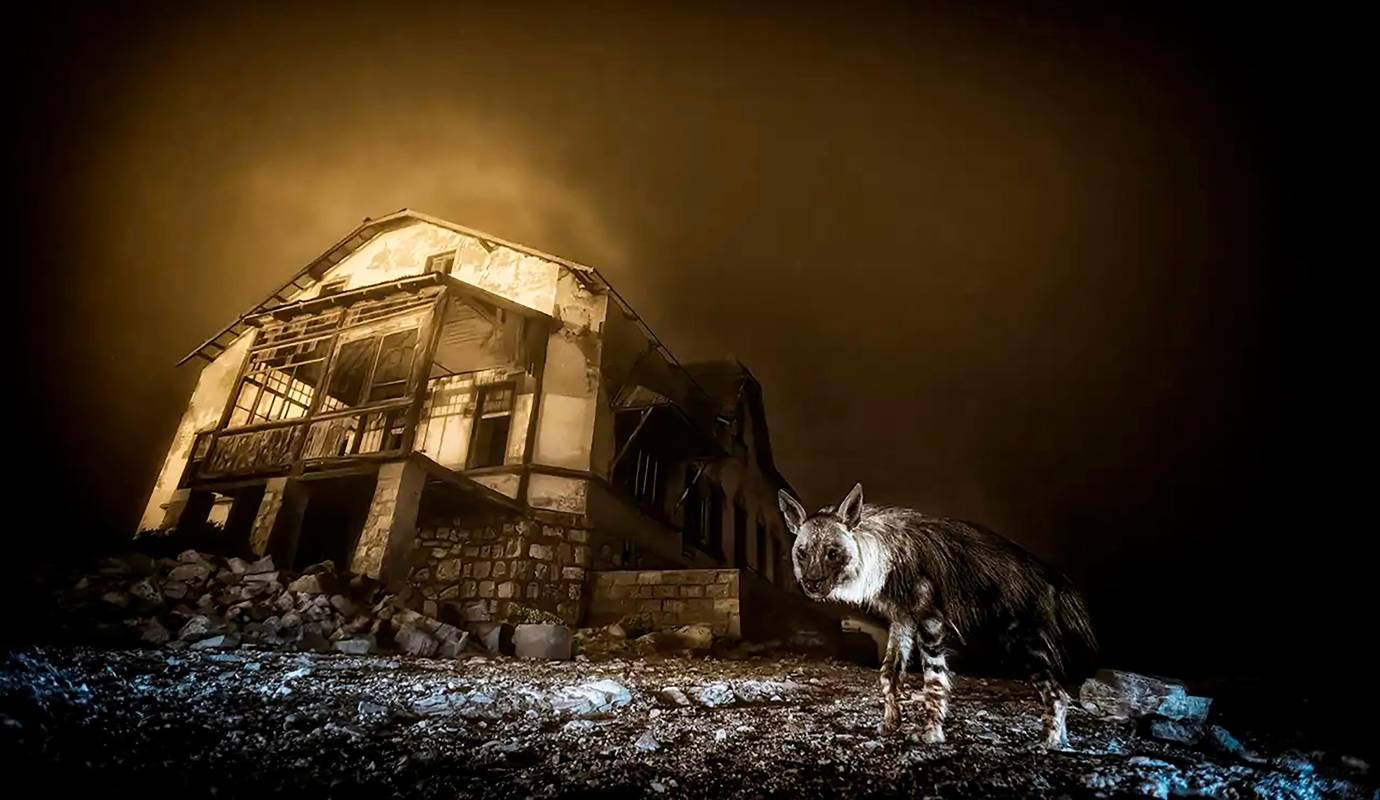El ganador de esta edición fue el fotógrafo sudafricano Wim van den Heever, con la imagen Ghost Town, que muestra a una hiena parda, la especie más rara de su tipo, recorriendo las ruinas de un antiguo pueblo minero en el desierto de Namibia. Foto: Wim van den Heeve 