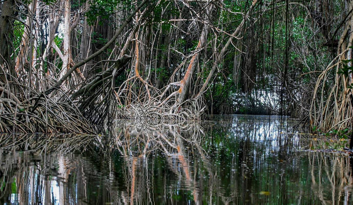 Estos ecosistemas costeros actúan como barreras naturales contra huracanes y tsunamis, protegiendo las comunidades costeras. Además, son sumideros de carbono, contribuyendo a mitigar el cambio climático. Foto: Juan Antonio Sánchez