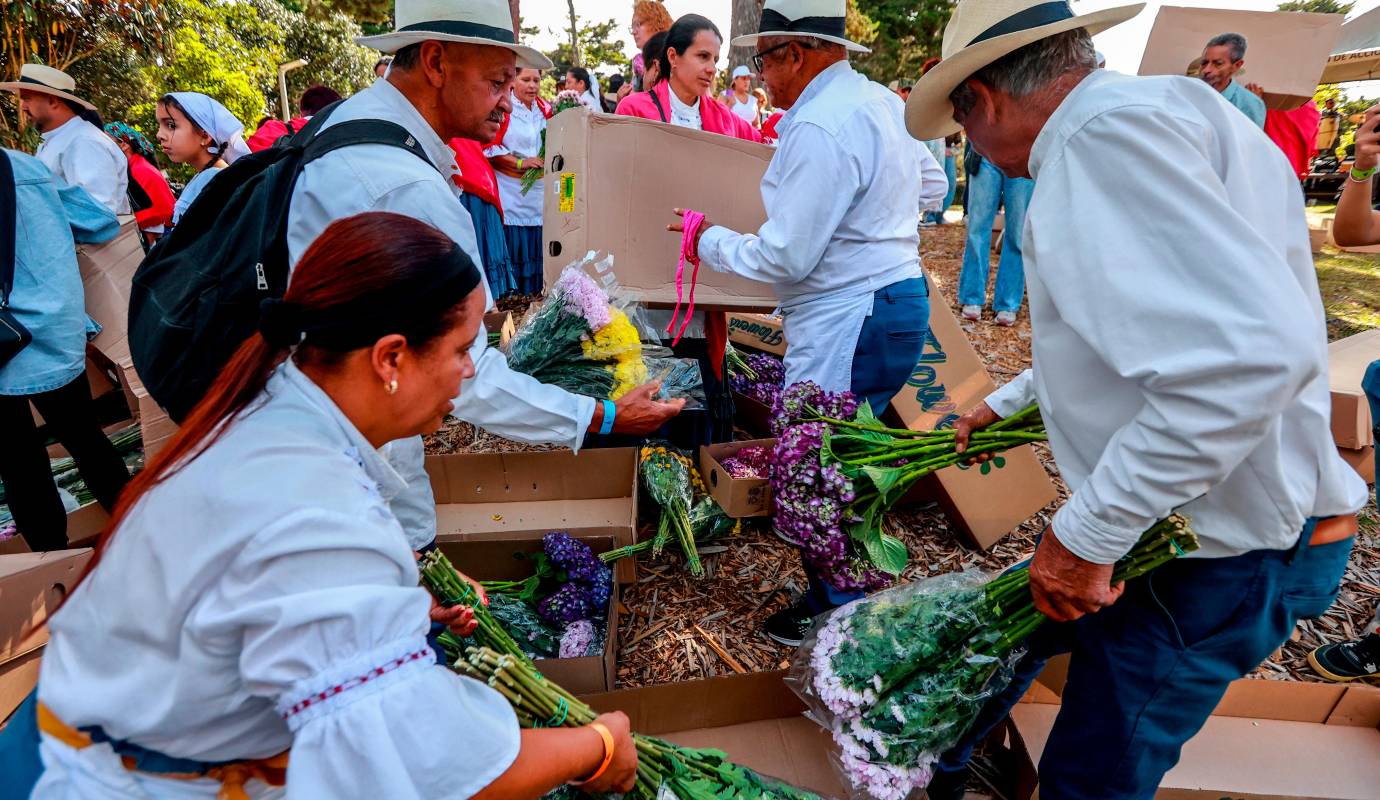El objetivo durante el trueque no es el lucro, sino la búsqueda de las flores perfectas que les hacen falta para completar la silleta con la que desfilarán por las calles de Medellín. Foto: Manuel Saldarriaga Quintero