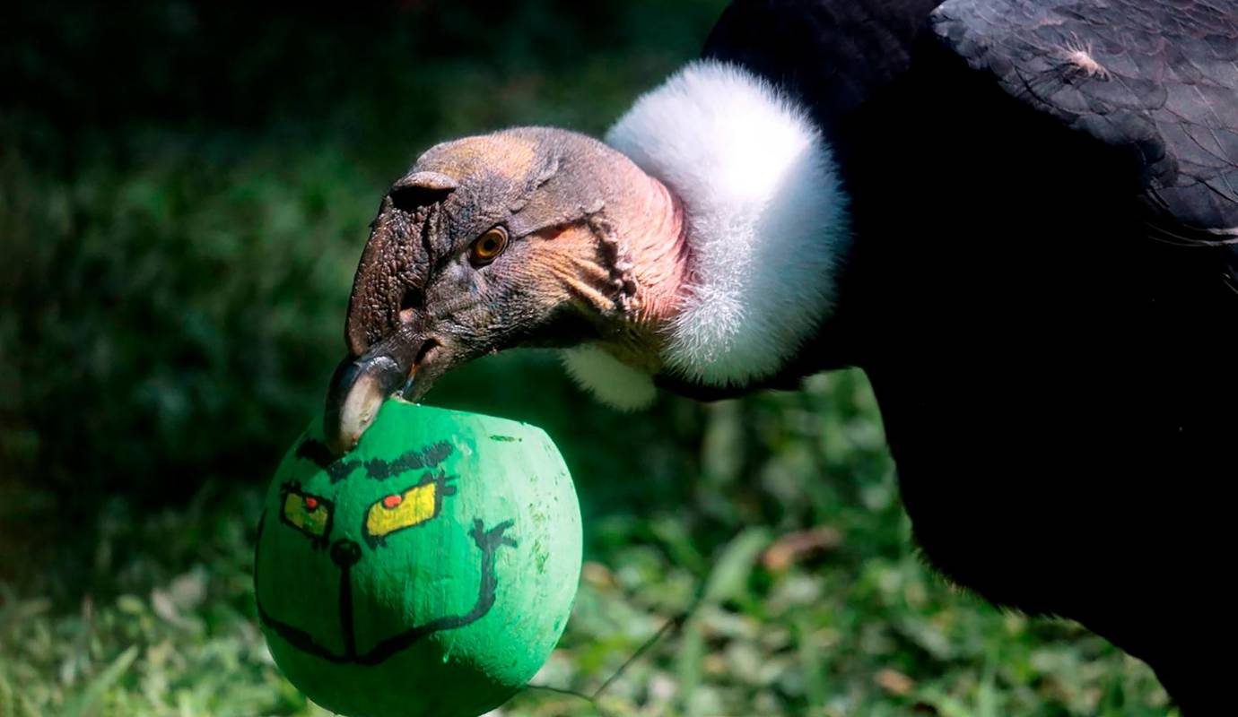  La entrega de regalos navideños no solo hizo las delicias de los animales, sino que también recordó a los visitantes la importancia de cuidar y proteger la fauna. Un gesto sencillo pero lleno de significado. Foto: AFP
