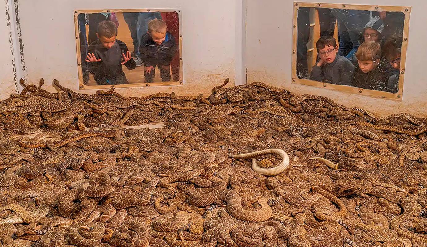 Los visitantes contemplan cientos de serpientes de cascabel occidentales en la ronda anual de captura de serpientes de cascabel en Sweetwater, Texas, Foto: Javier Aznar González de Rueda, ganador en la categoría: Reportaje fotográfico