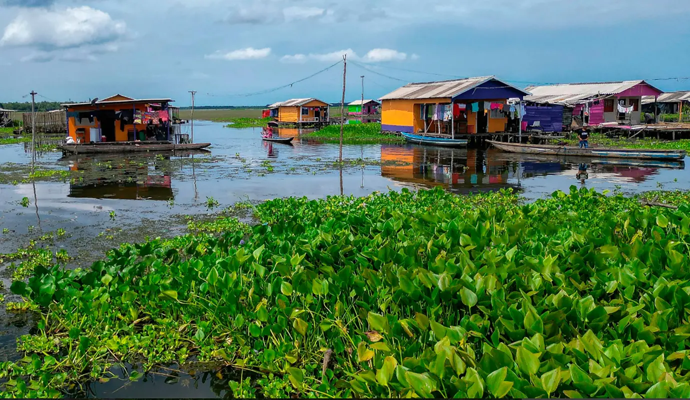 El pintoresco pueblo de palafitos de Nueva Venecia se enfrenta a una amenaza silenciosa que crece sin control. La Hydrilla verticillata, una planta invasora originaria de Asia, ha invadido las aguas de la Ciénaga Grande de Santa Marta, poniendo en riesgo el sustento de sus pescadores y el futuro de una comunidad que, por primera vez en años, vuelve a sentir la amenaza de ser desplazada. Foto: AFP
