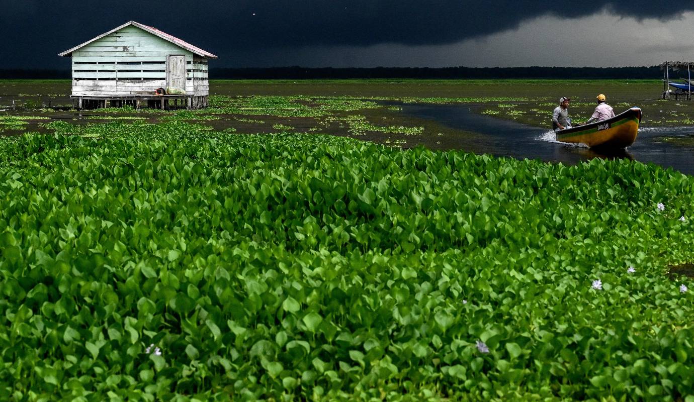 En los últimos meses, los pobladores enfrentan una crisis: la expansión acelerada de la Hydrilla verticillata, una planta acuática rojiverde originaria de Asia, que se ha multiplicado sin control en sus aguas. Foto: AFP 