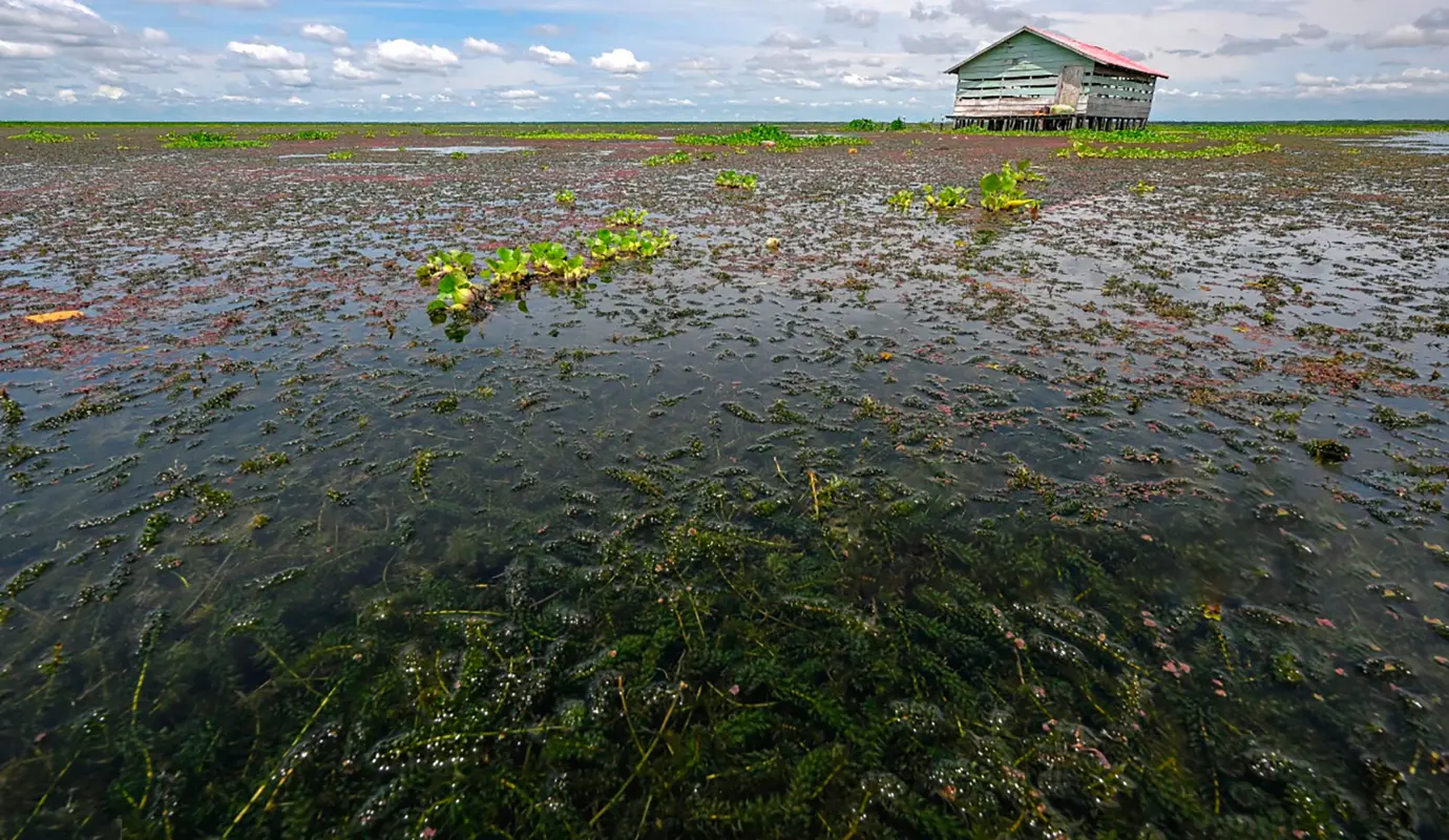 Ante esta situación, los habitantes de Nueva Venecia hacen un llamado urgente a las autoridades ambientales y al Gobierno Nacional para implementar planes de control que frenen la propagación de la planta y protejan tanto el ecosistema como la vida de quienes lo habitan. Foto: AFP