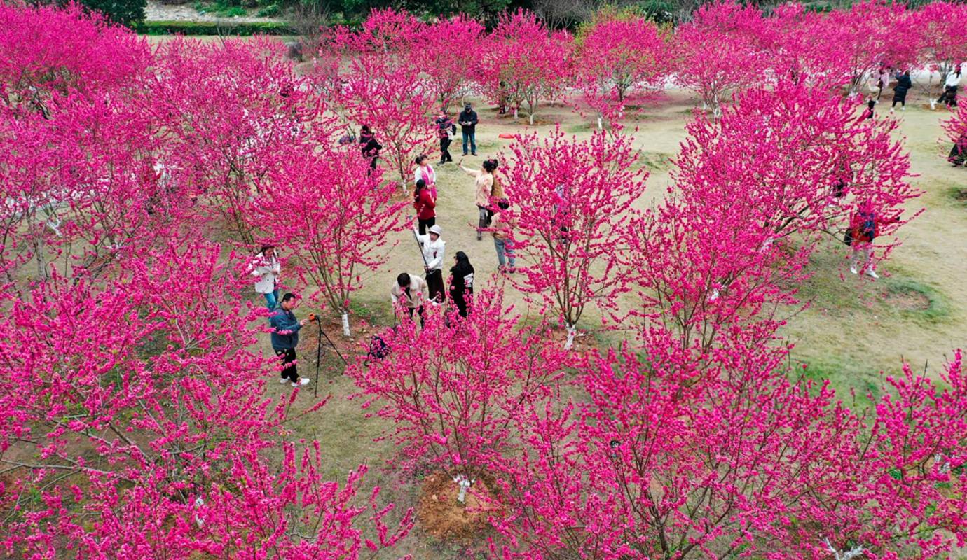 En la provincia de Fujian de China, turistas disfrutan del colorido paisaje natural que las flores de durazno le dan por estos días al Parque Forestal Nacional de Fuzhou. Foto: GETTY