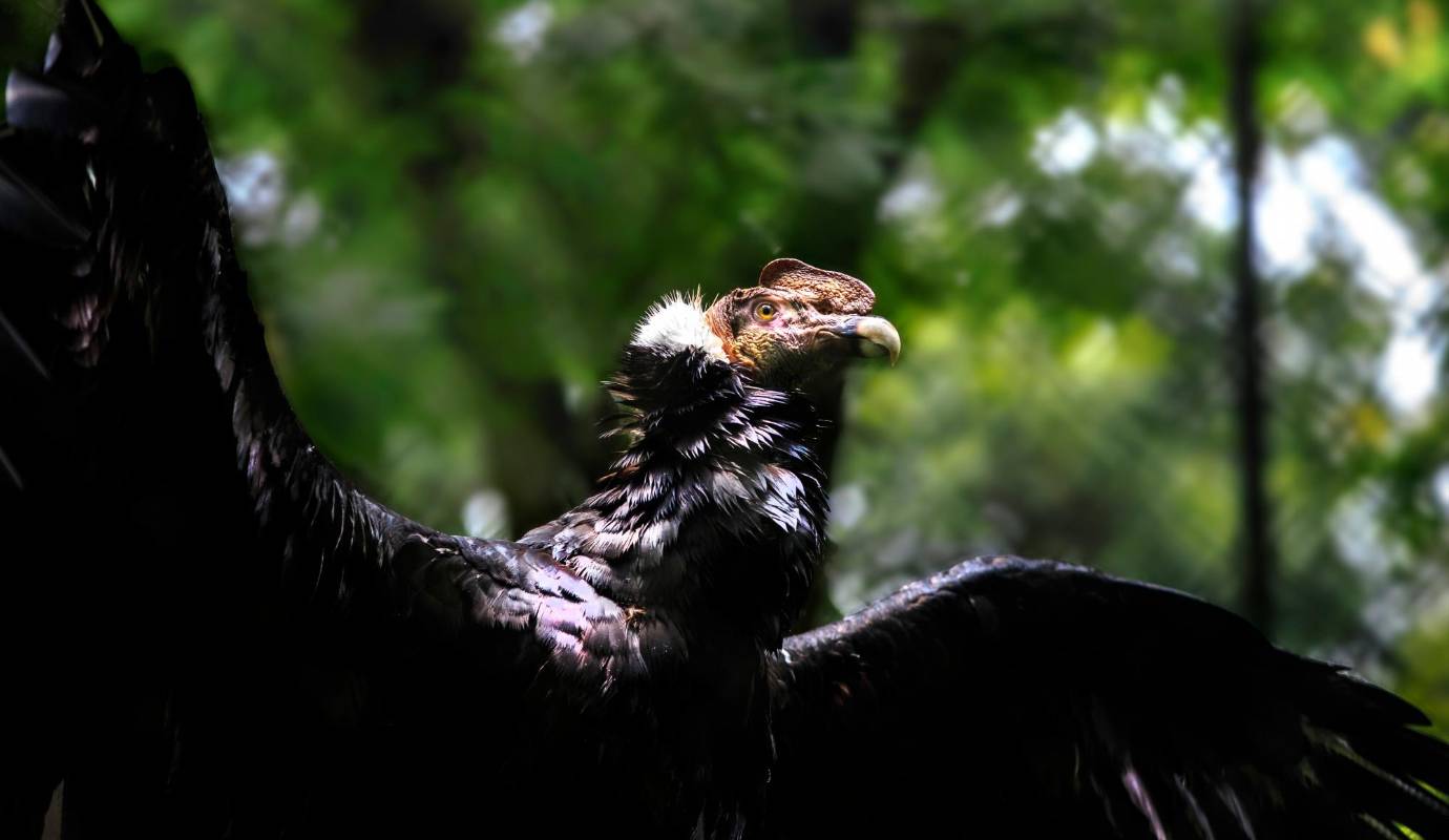La hembra murió por una contaminación de plomo, porque muchos perdigones estaban en lugares donde no era posible retirarlos. Y quedó el macho. Foto: Camilo Suárez Echeverry