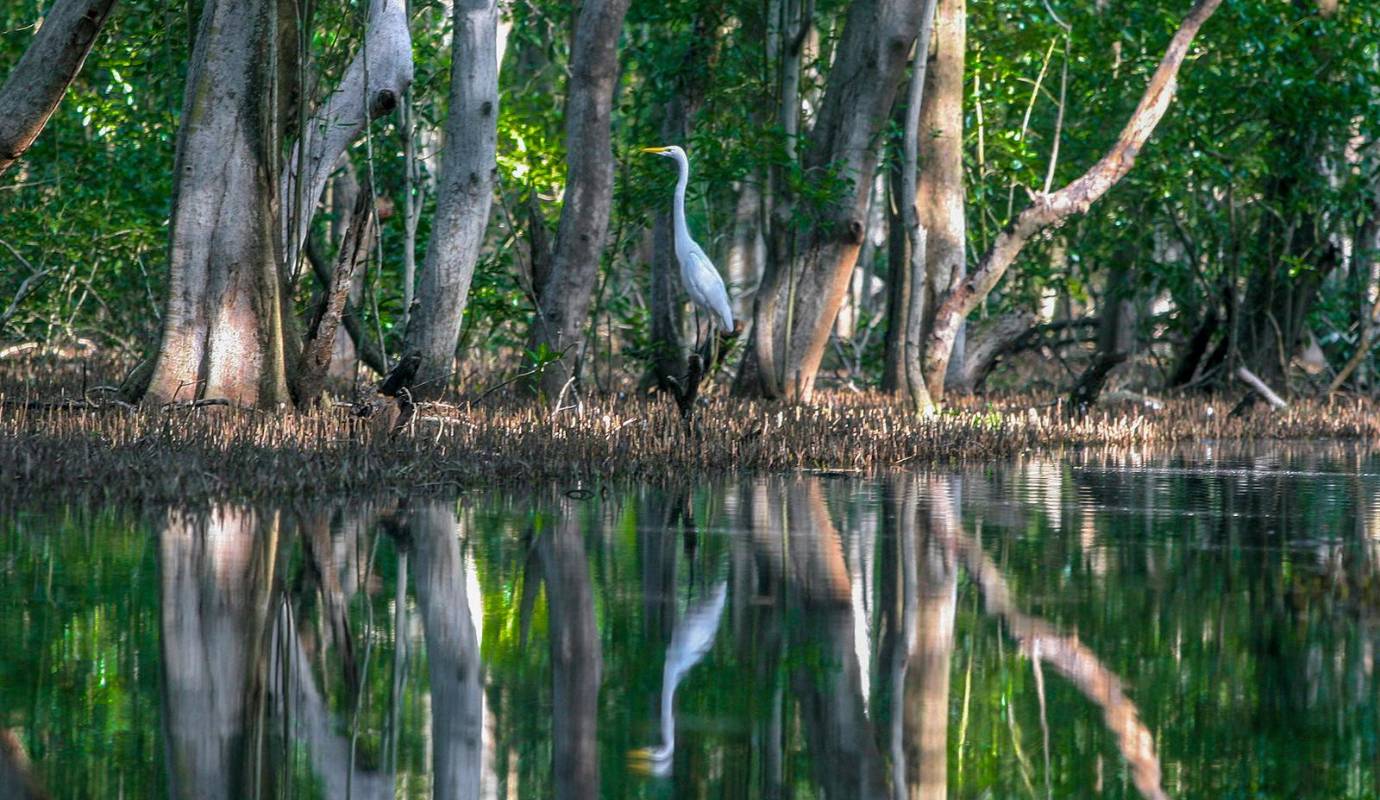 Los manglares, considerados uno de los ecosistemas más productivos y esenciales del planeta, se enfrentan a una amenaza sin precedentes. Según un estudio reciente de la Unión Internacional para la Conservación de la Naturaleza (UICN), más del 50% de estos ecosistemas vitales podrían desaparecer para el año 2050. Foto: Juan Antonio Sánchez