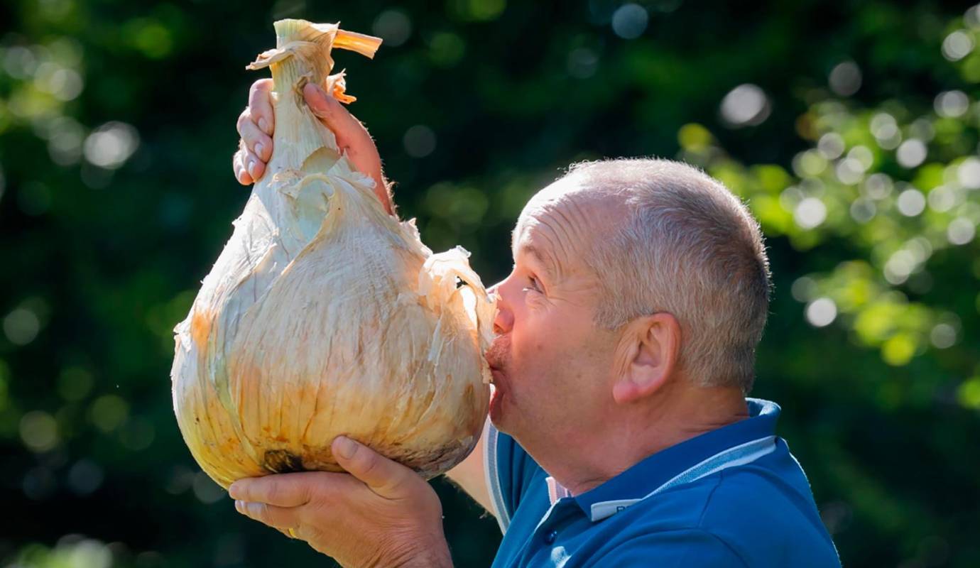 Stephen Purvis con su cebolla gigante de 7,6 kg que ganó el primer puesto en la categoría de cebolla más pesada del Campeonato Nacional de Cebollas. Foto: GETTY