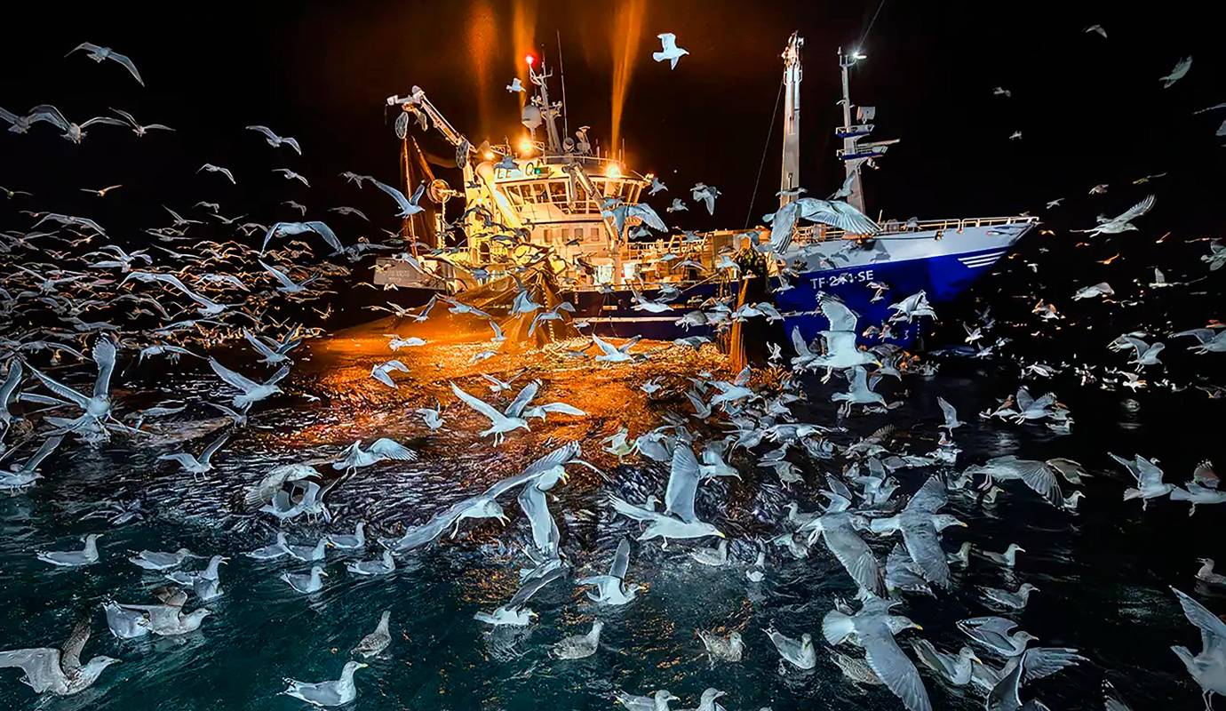 Audun Rickardsen, con la foto: “La fiesta”, fue el ganador en la categoría: Océanos. El prestigioso certamen volvió a cautivar al mundo con una extraordinaria selección de imágenes que muestran la diversidad, el dramatismo y la vulnerabilidad de la vida en la Tierra. Foto: Audun Rickardsen 