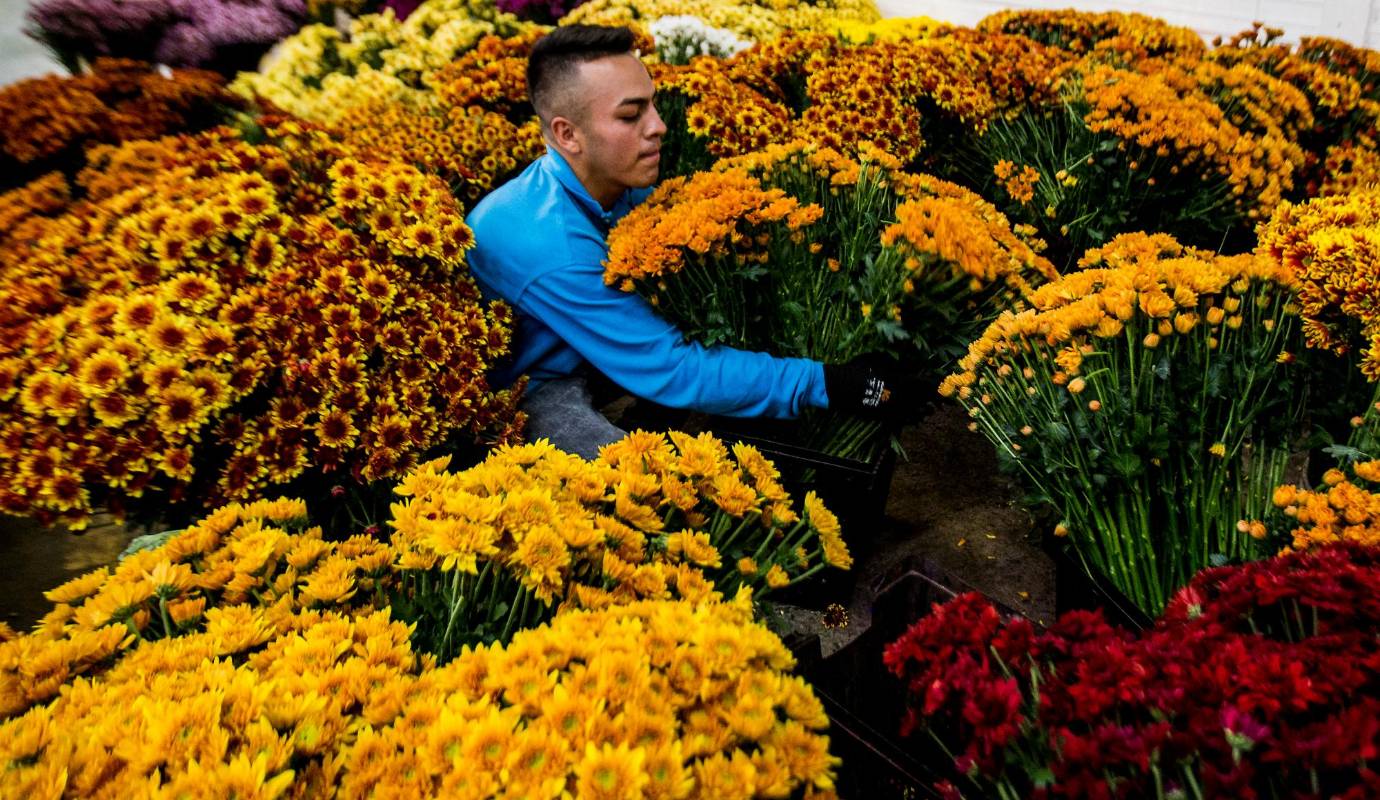 San Valentín y día de la madre aportan 30% de las exportaciones de flores colombianas. Foto: Julio César Herrera 