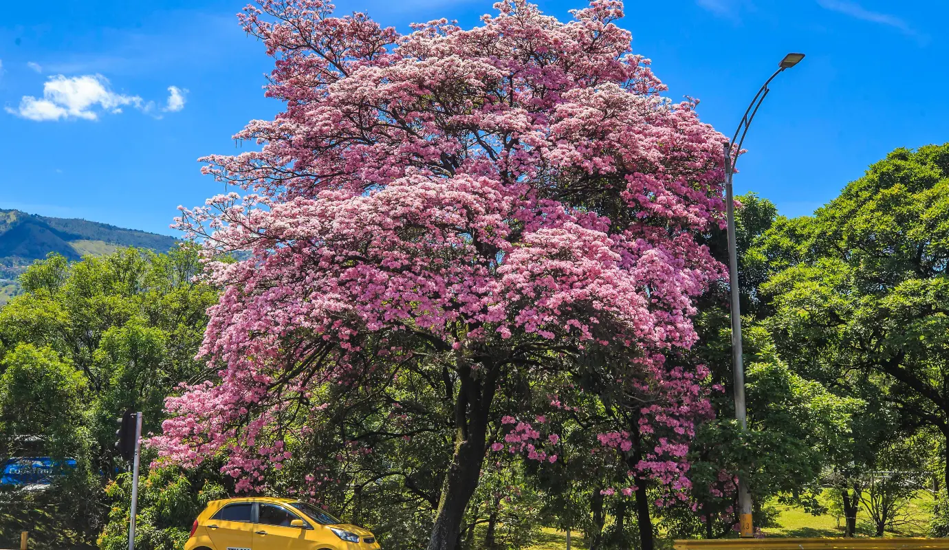 Medellín, la “ciudad de la eterna primavera”, por estos días, el término cobra un sentido literal, pues Medellín y el Valle de Aburrá están teñidos de un intenso y vibrante color rosado. Foto: Camilo Suárez Echeverry