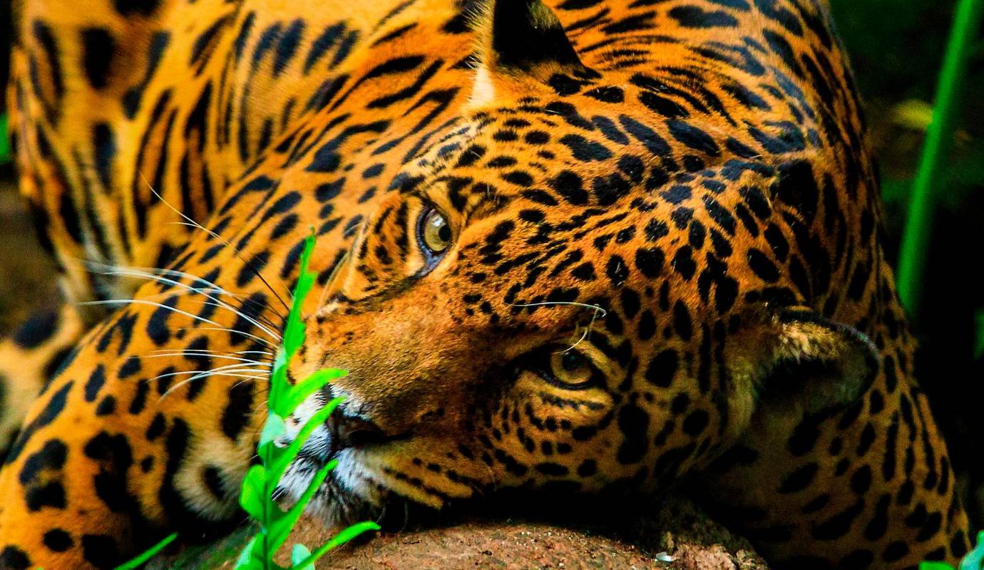 El 90 % de los jaguares del continente se encuentra en la Amazonia. Foto: Camilo Suárez Echeverry