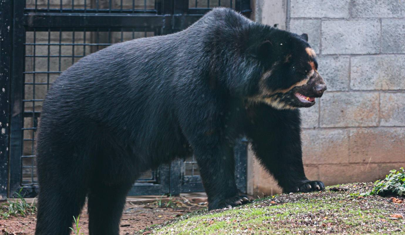 El oso de anteojos es una especie catalogada como vulnerable según la Unión Internacional para la Conservación de la Naturaleza (UICN). Foto: Manuel Saldarriaga Quintero.