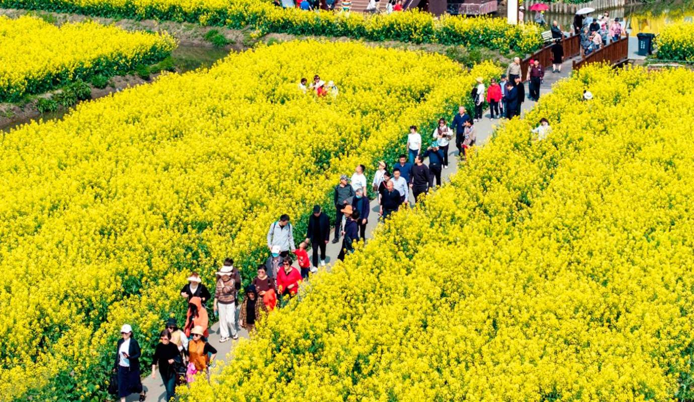 La belleza de los campos de flores de colza ha convertido a Xinghua en un destino turístico popular durante la temporada de primavera. Foto: GETTY 