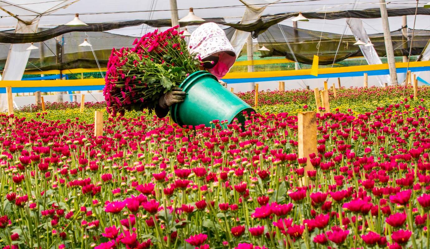 San Valentín, además es una oportunidad dentro de mercado laboral, teniendo en cuenta que este es uno de los sectores de la agricultura que genera al menos 200.000 empleos directos e indirectos. Foto: Camilo Suárez Echeverry