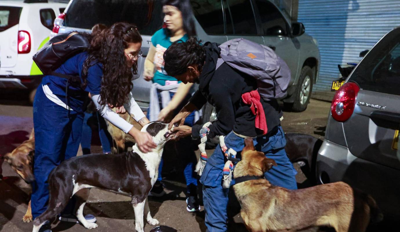 La visita de los jueves termina en la Avenida de Greiff, allí van llegando otros perros con otros dueños, casi todos sueltos, y ahí se quedan hasta que se reparte todo el concentrado que llevan. Foto: Manuel Saldarriagas Quintero.