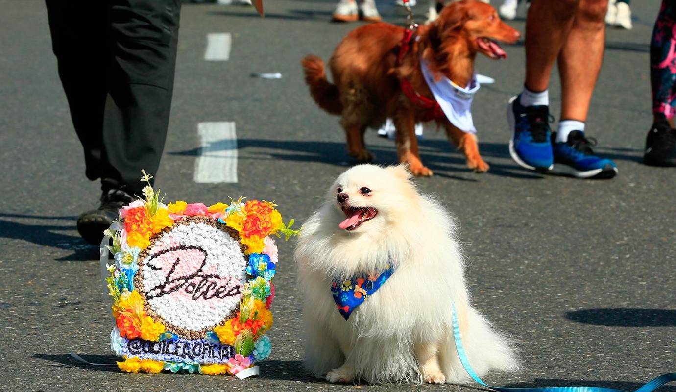 El recorrido fue de aproximadamente 3,5 kilómetros por calles de la ciudad, dejando una estampa cargada de alegría, diversidad y color. FOTO: Camilo Suárez Echeverry