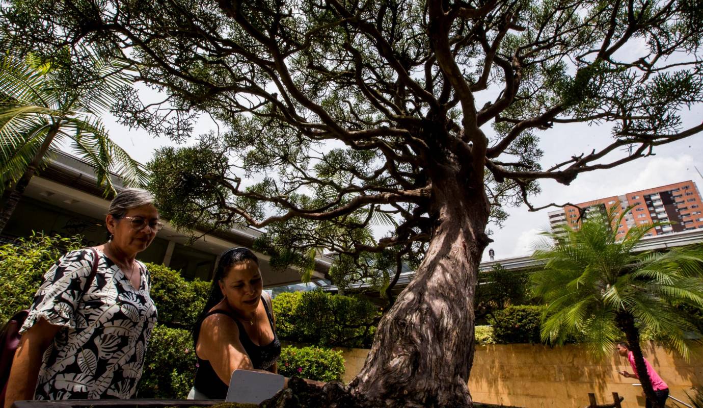 La exposición lleva 26 años y cuando empezó muy poca gente sabía algo sobre el mundo del bonsái. Foto: Julio César Herrera.