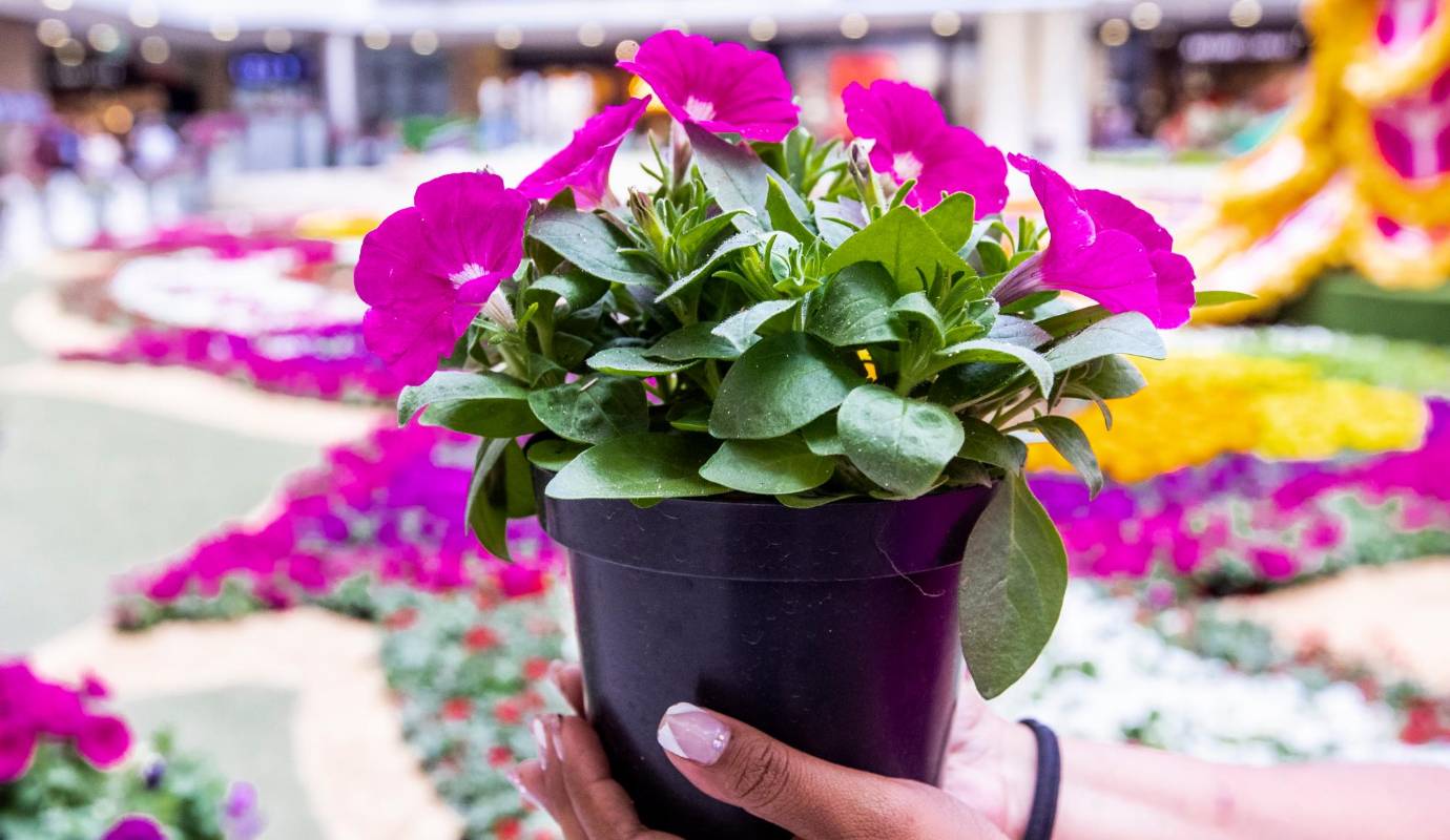 El tapete y los loros estarán expuestos hasta el 3 de septiembre de este año y posteriormente los visitantes se podrán llevar las plantas por un valor simbólico, el cual será donado directamente al programa Barriguitas Llenas de la Fundación FAN. Foto: Jaime Pérez