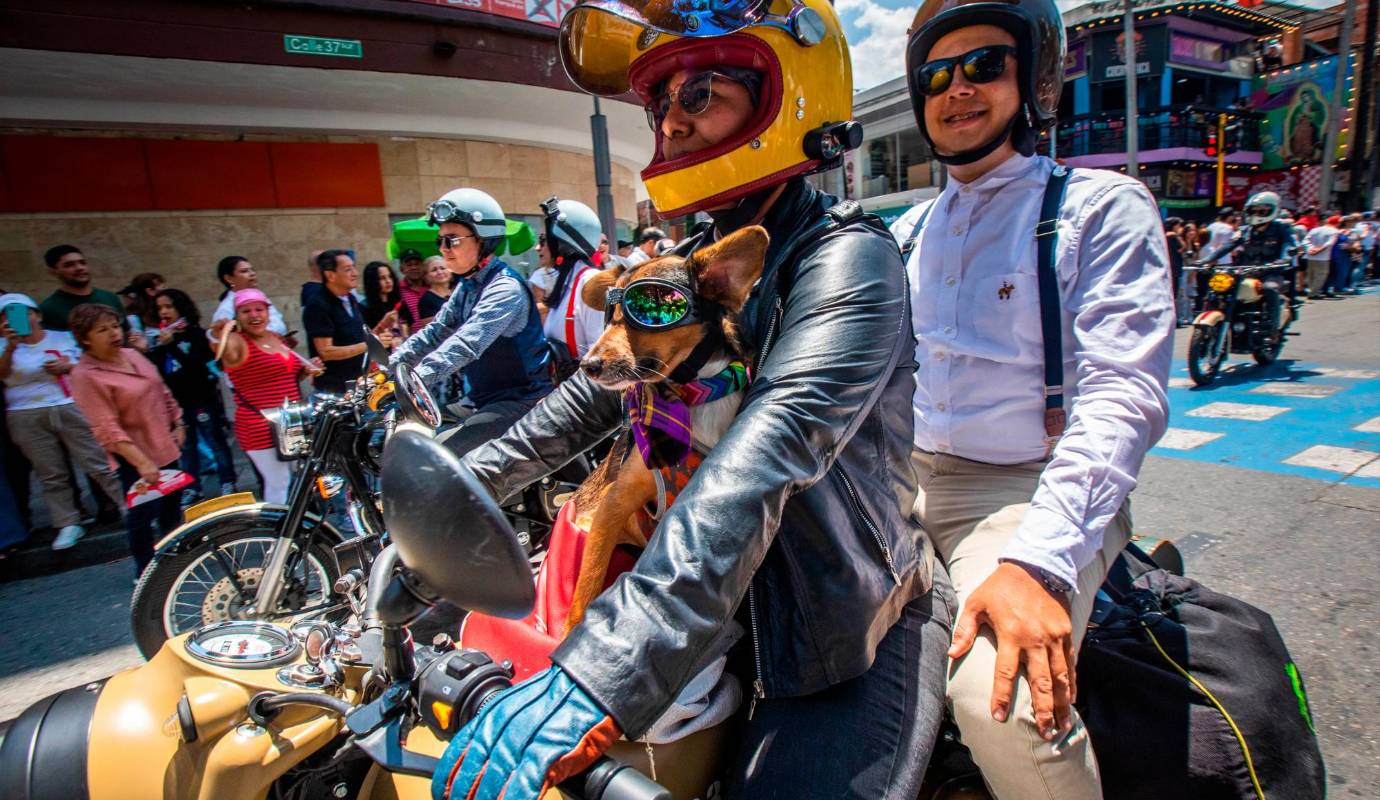 Motocicletas, incluso acompañados de sus mascotas, adornaron sus mostos y lucieron pintas muy coloridas para el desfile por las vías de Envigado. Foto: Esneyder Gutiérrez 
