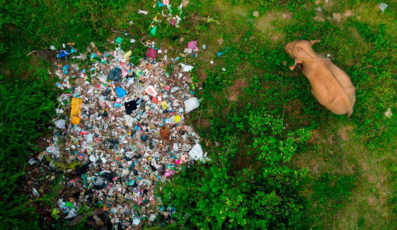 Las autopsias hechas a los animales han mostrado que estos habían ingerido grandes cantidades de plástico: Foto: GETTY
